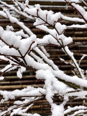 Twigs in the snow