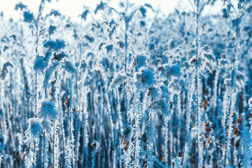high grass in snow, winter background in blue