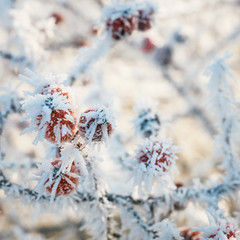 close up of red berries of viburnum with hoarfrost on the branches