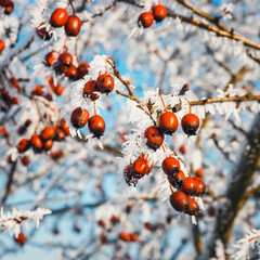 close up of red berries of viburnum with hoarfrost on the branches