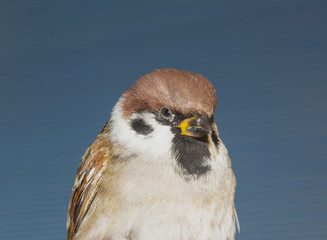 brown sparrow closeup