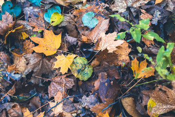 Dry leaves in autumn forest on a blurred background.