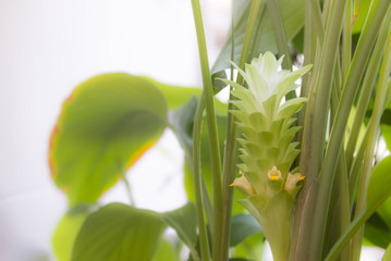 Obraz premium Turmeric flower in my garden.