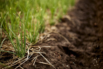 The bed of onion in summer