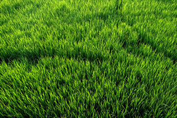 top view of green rice field