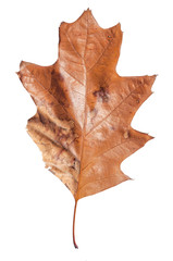 Brown autumn leaf like plant natural botany texture isolated