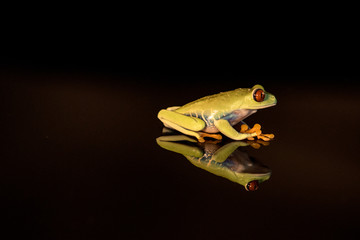Red eye tree frog
