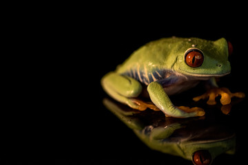 Red eye tree frog