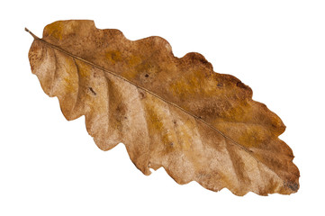 Brown natural leaf isolated from garden botany tree on white background