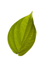 betel leaf tropical leaves on white background