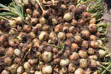Onions drying after the harvest