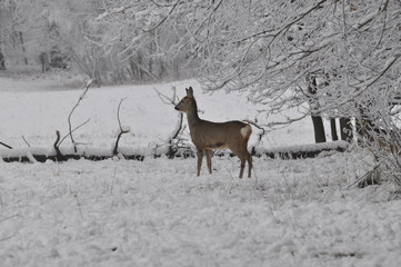 Sarna na skraju lasu © Konrad