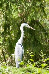 Reiher (Ardeidae) gehören zu den weltweit verbreiteten Schreitvögeln (Ciconiiformes) mit über 60 Unterarten. Der hier gezeigte Reiher ist ein Graureiher / Fischreiher (Ardea cinerea).