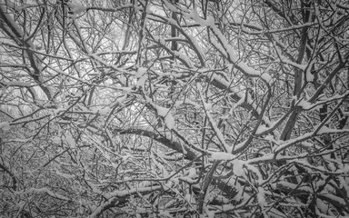 Snow covered trees on a Winter day