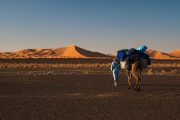 Chamelier marchant dans le désert du Sahara - obrazy, fototapety, plakaty
