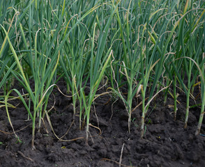 Obraz premium Allium porrum