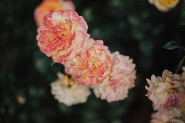 Portland Rose Garden