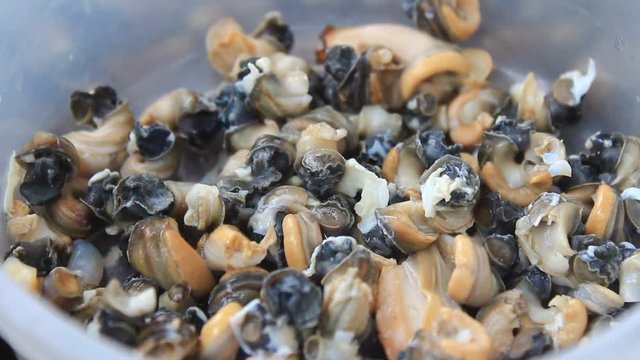 snails for food 