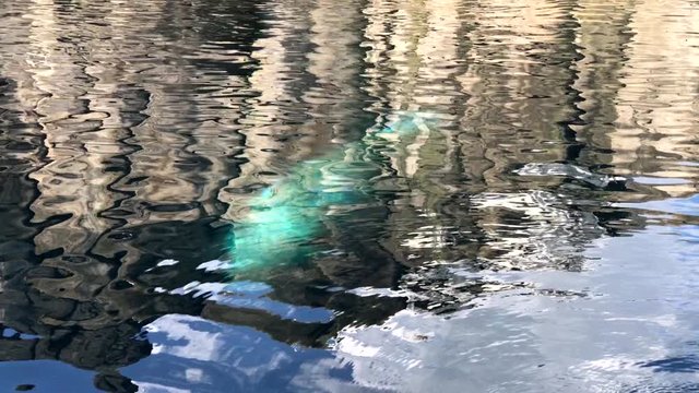 Pazifisches Walross schwimmt unter und &uuml;ber Wasser