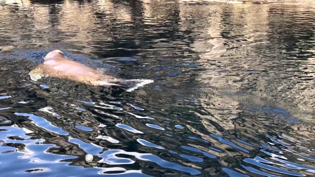 Pazifisches Walross schwimmt unter und &uuml;ber Wasser
