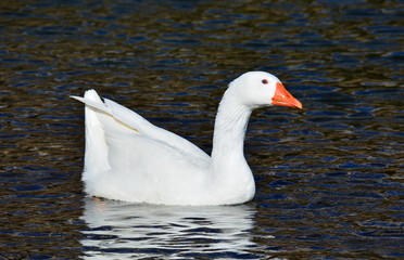 weiße Gans © Wiltrud