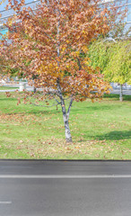 City road with small autumn tree on green grass lawn background