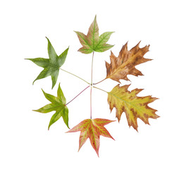 Dry autumn leaves from garden tree isolated on white background