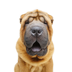 beautiful shar pei puppy