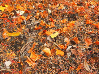 ドウダンツツジに散る枯葉
