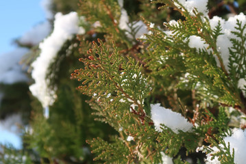 Thuja