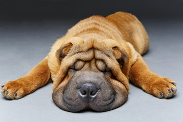 beautiful shar pei puppy sleeping