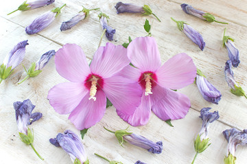 Hibiscus flowers and wilted petals on white wooden background