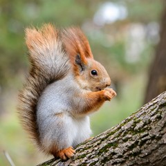Naklejka na ściany i meble Squirrel sits on a tree and gnaws a nut
