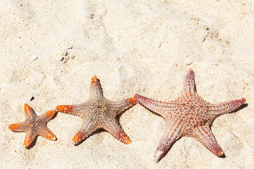 Three starfish on beach
