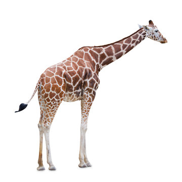 Giraffe isolated on white