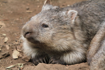 Portrait of native wombat kneeling down