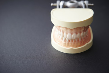 Dental tooth model