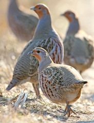 Leader of a pack of gray partridges in a pose of attention, look at the photographer. Backlight