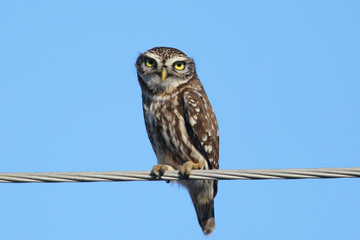Close up photo of an adult little owl sits on wires against a bright blue sky.It is very convenient for selecting and cutting an object from the background