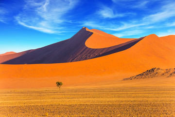 A small lonely tree in a vast desert