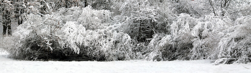 Panoramic winter landscape with bush covered with snow