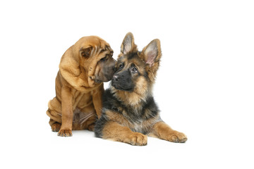 beautiful two puppy dogs