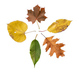 Five colored leaf isolated from golden decorative autumn leaf