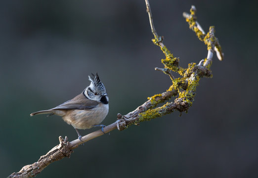 M&eacute;sange hupp&eacute;e