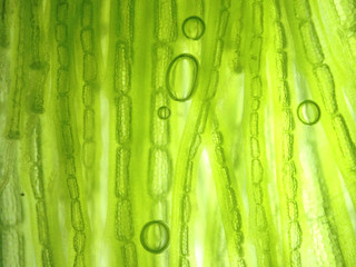 zoom microorganism algae cell