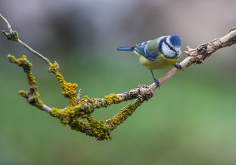 Mésange bleue