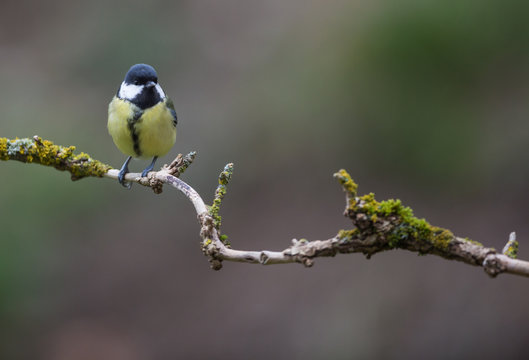 M&eacute;sange charbonni&egrave;re