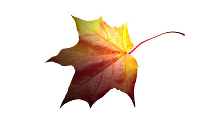 Foglia di acero su lightroom sfondo bianco