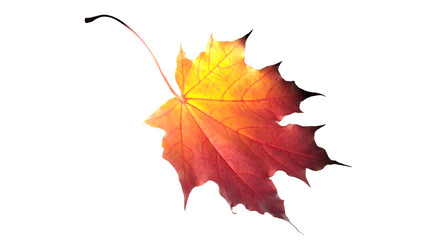 Foglia di acero rosso su fondo bianco