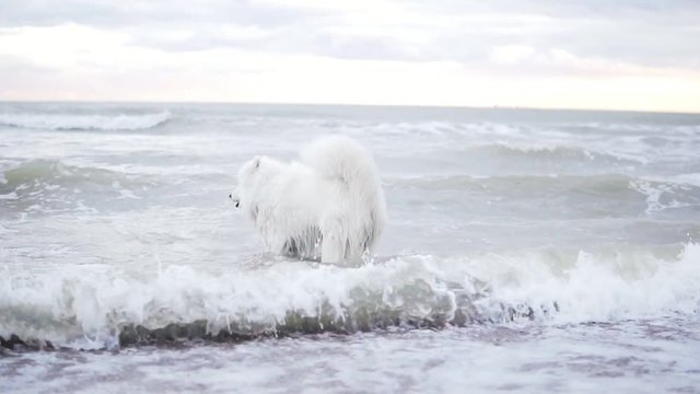 Cute samoyed dog is playing with waves in the ocean or sea. Slowmotion shot
